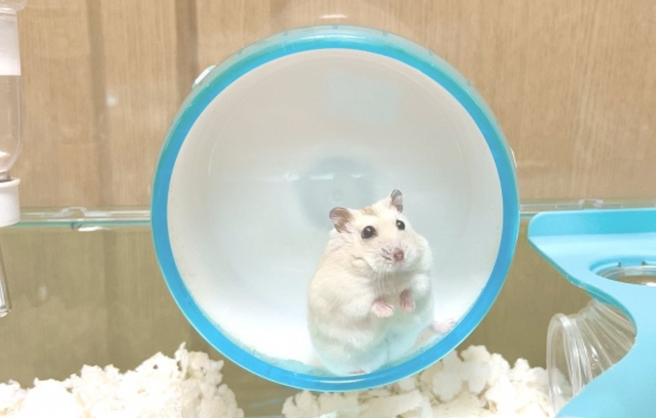 ハムスターに安全なゴキブリ対策！殺虫剤は使える？ペットを守る駆除方法を徹底解説