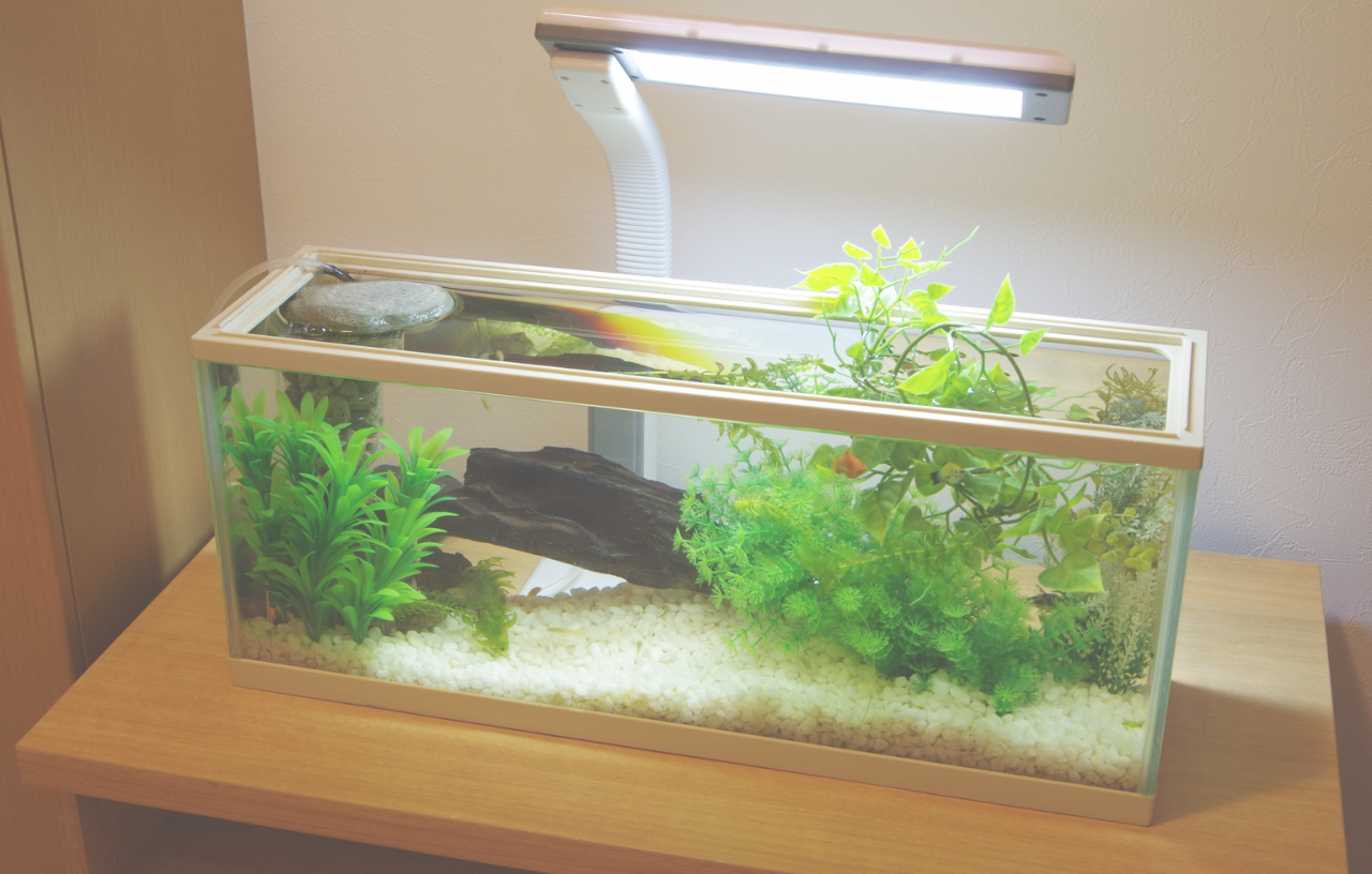 熱帯魚がいても殺虫剤は使える？危険性と安全なゴキブリ対策・プロに依頼する方法まで徹底解説！